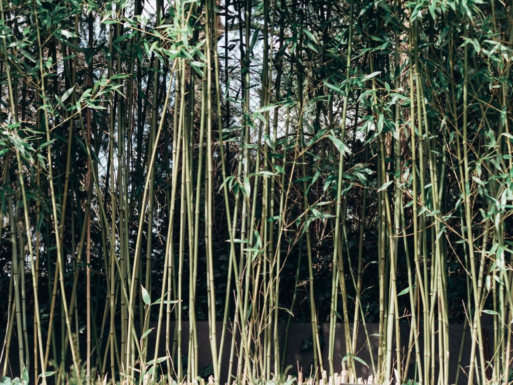 Bambous élancés symbolisant la croissance robuste et durable d'une entreprise